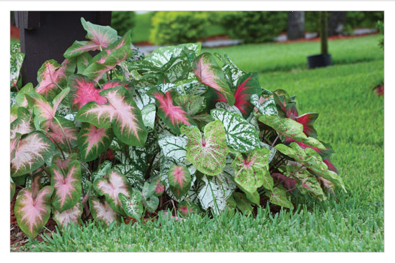Caladiums in front of a well manicured lawn
